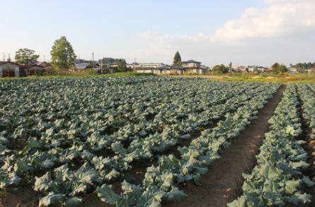ブロッコリー畑