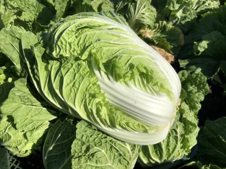 白菜