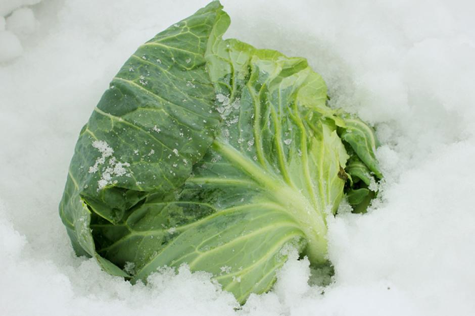 雪下キャベツ