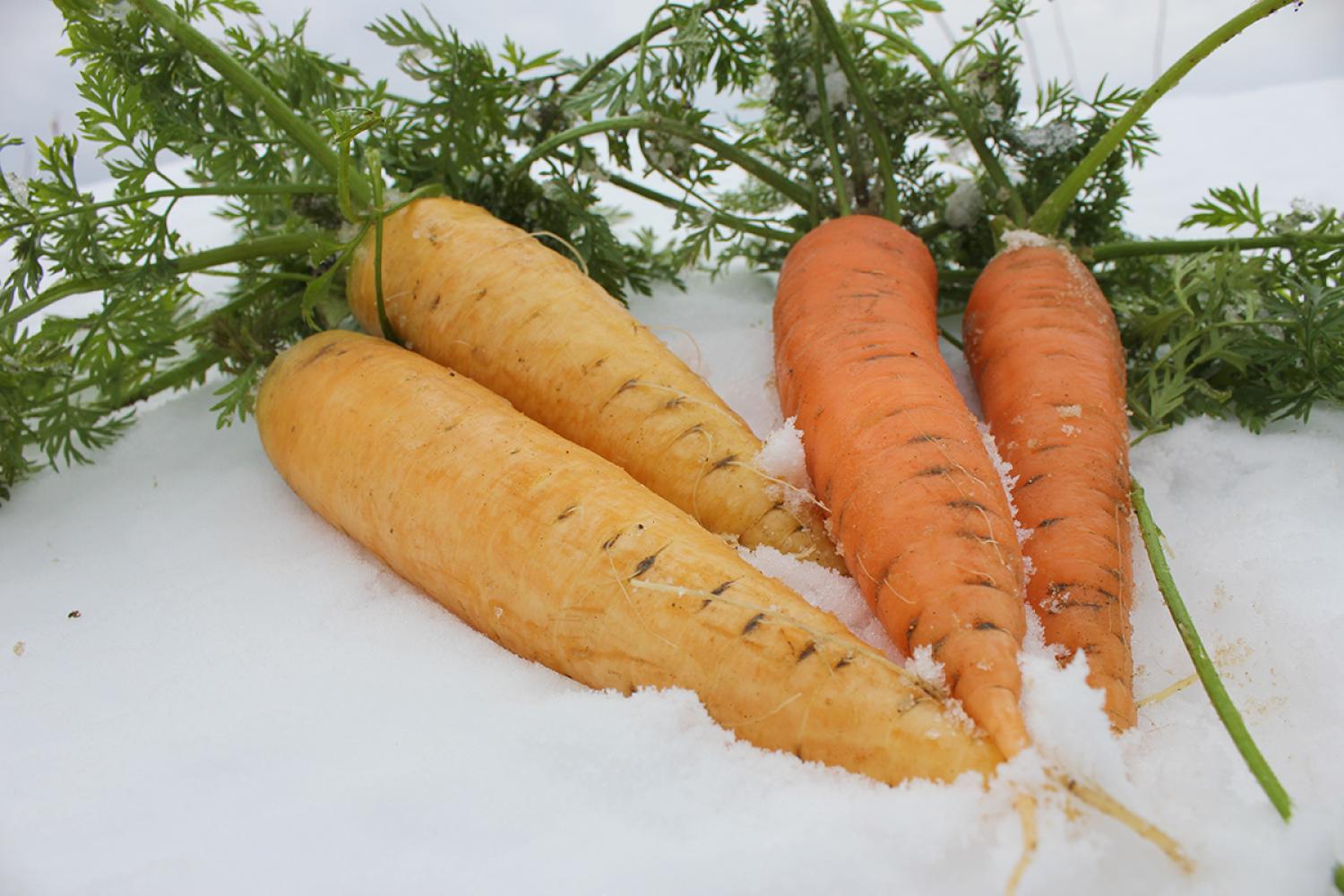 雪下にんじん