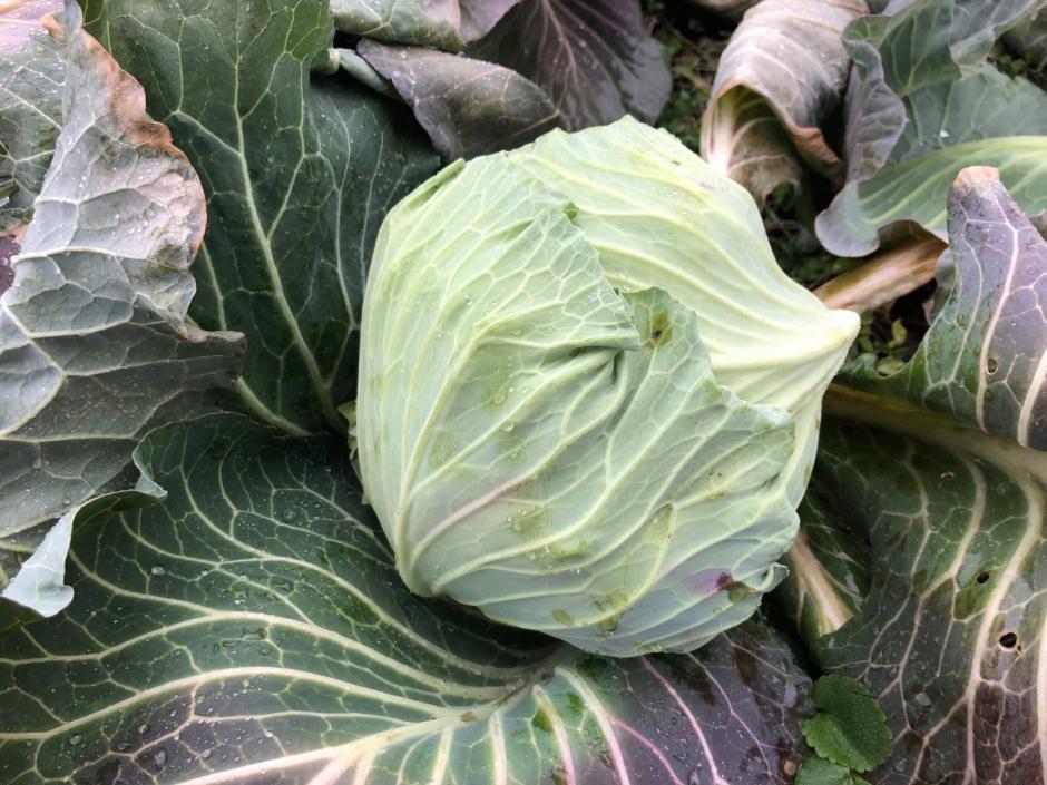 寒ざらしキャベツ