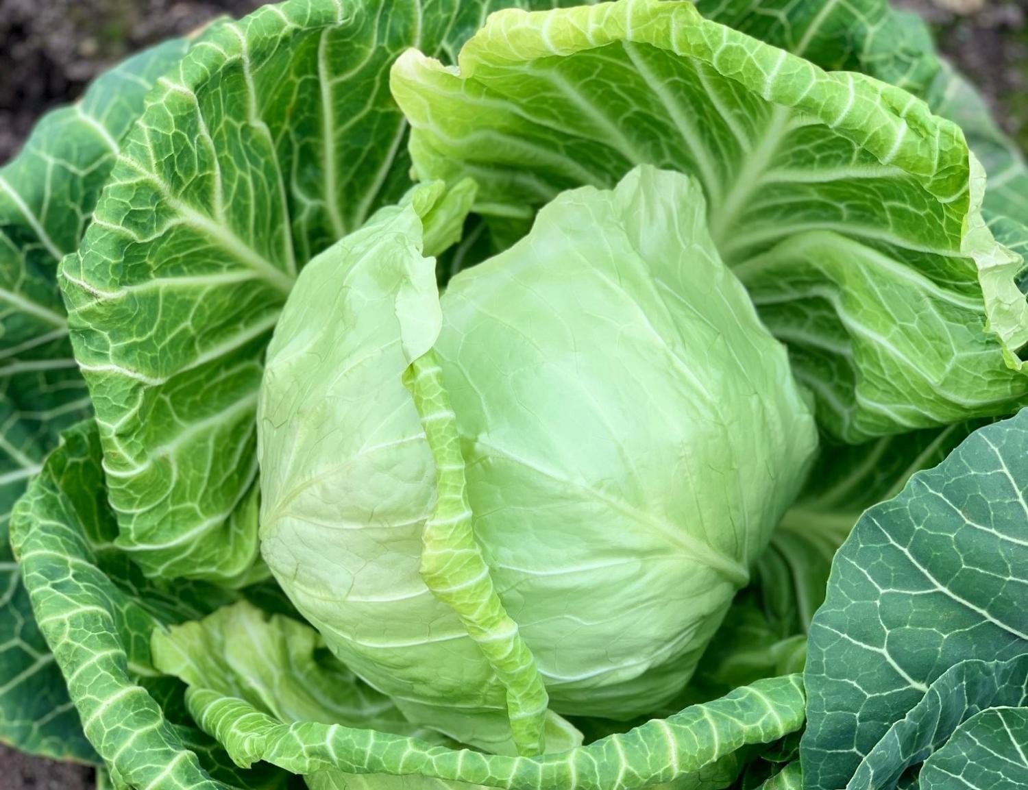 春キャベツ