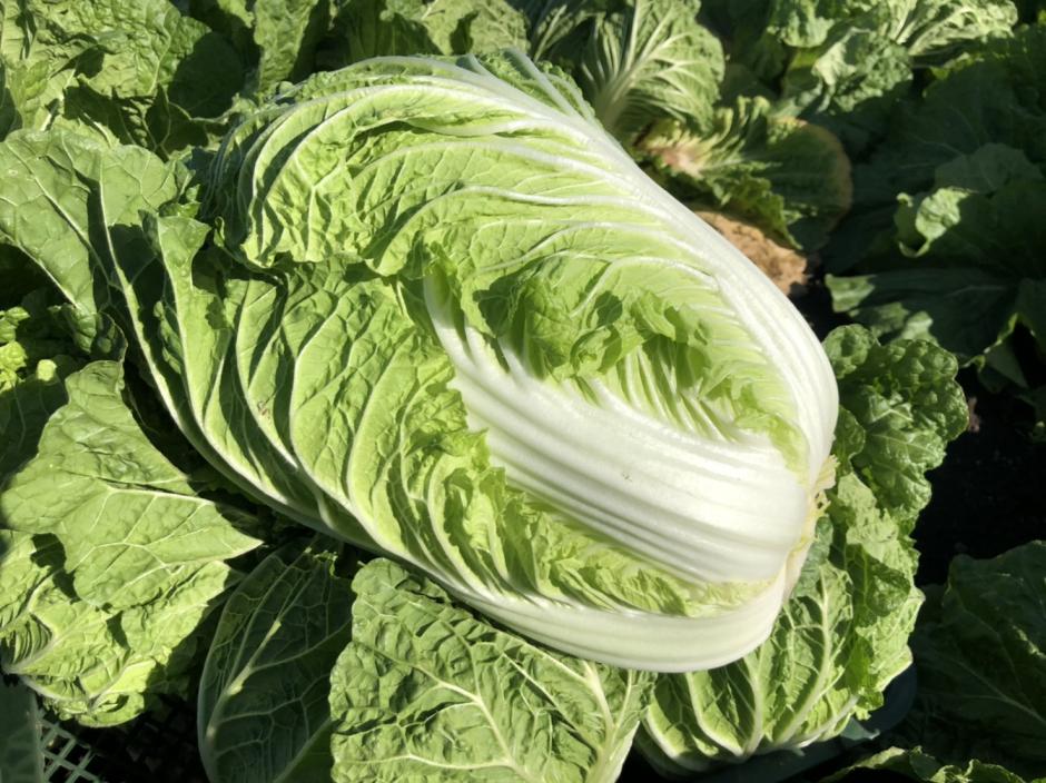 白菜
