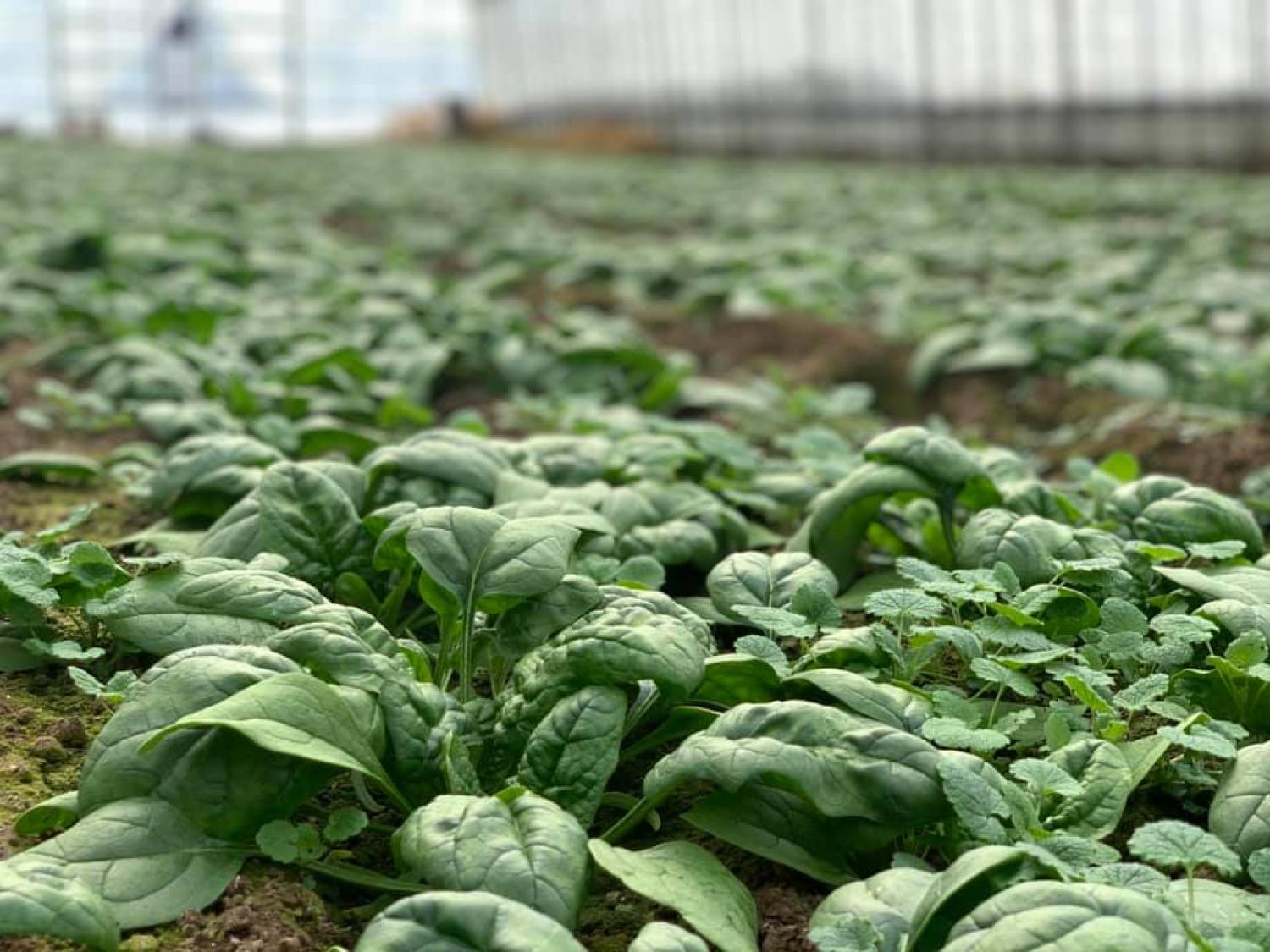 寒じめほうれん草