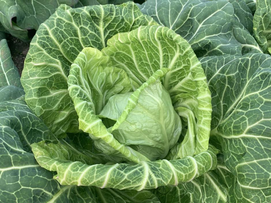 春キャベツ
